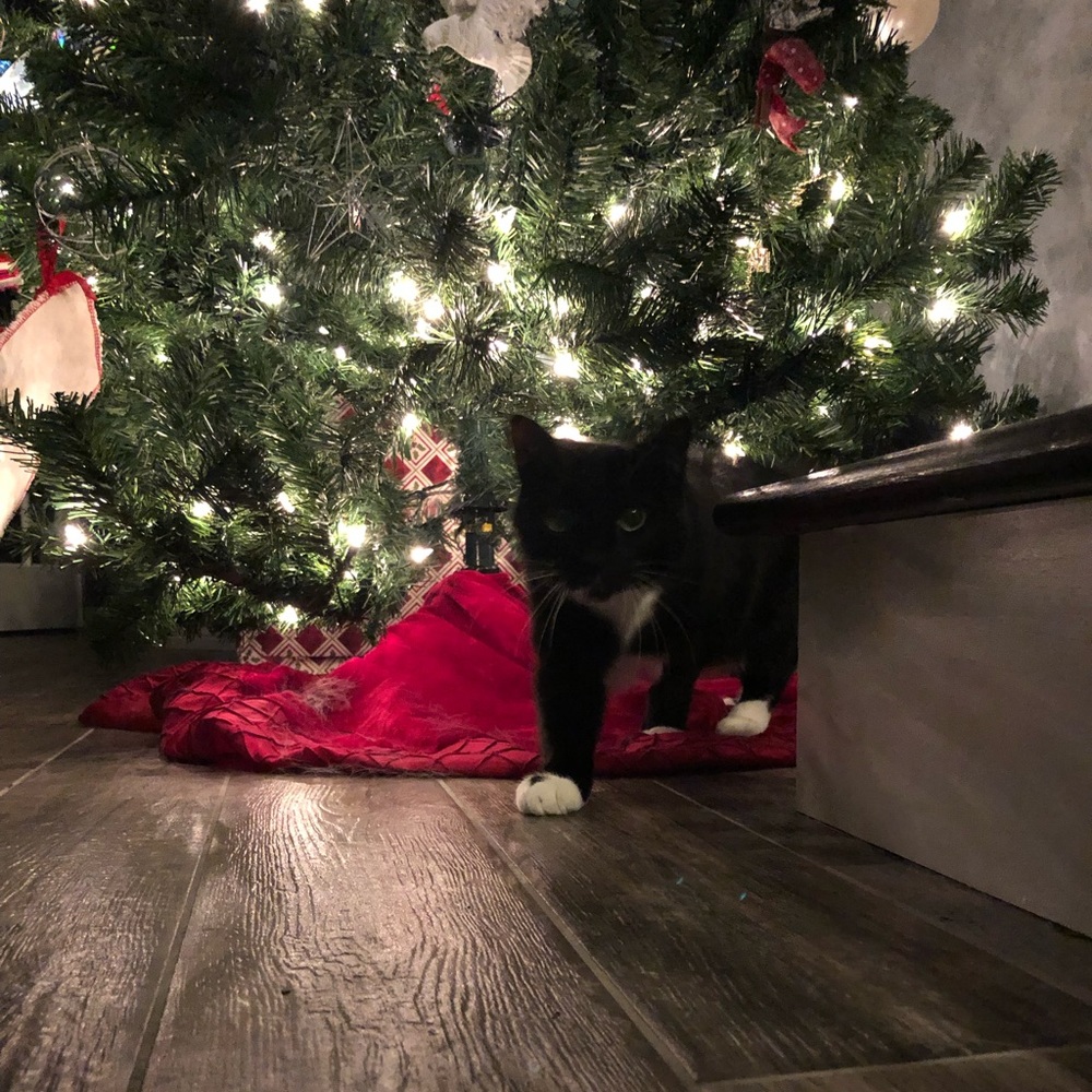 Meet your Posher, Joy